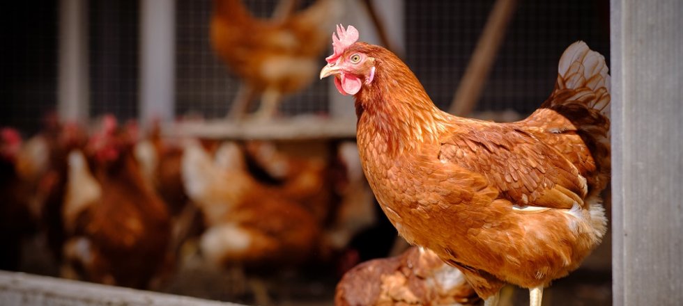 Research on animal welfare and health